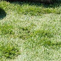 Artificial Grass  / Synthetic Turf Installers